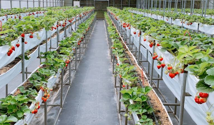 上日有機莓園/預約制